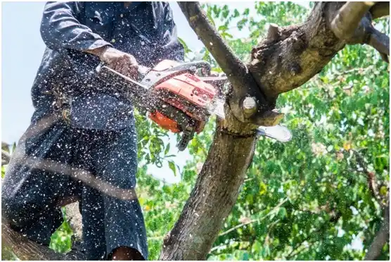 tree services Royalton